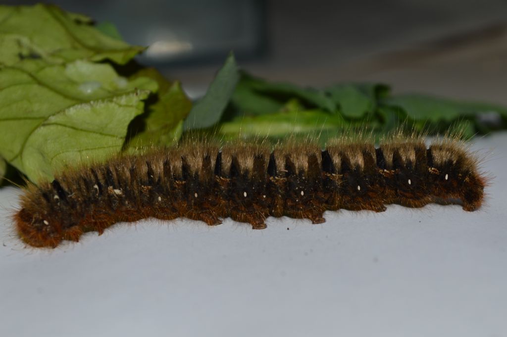 Trovato un Maxibruco peloso - Lasiocampa (Lasiocampa) quercus